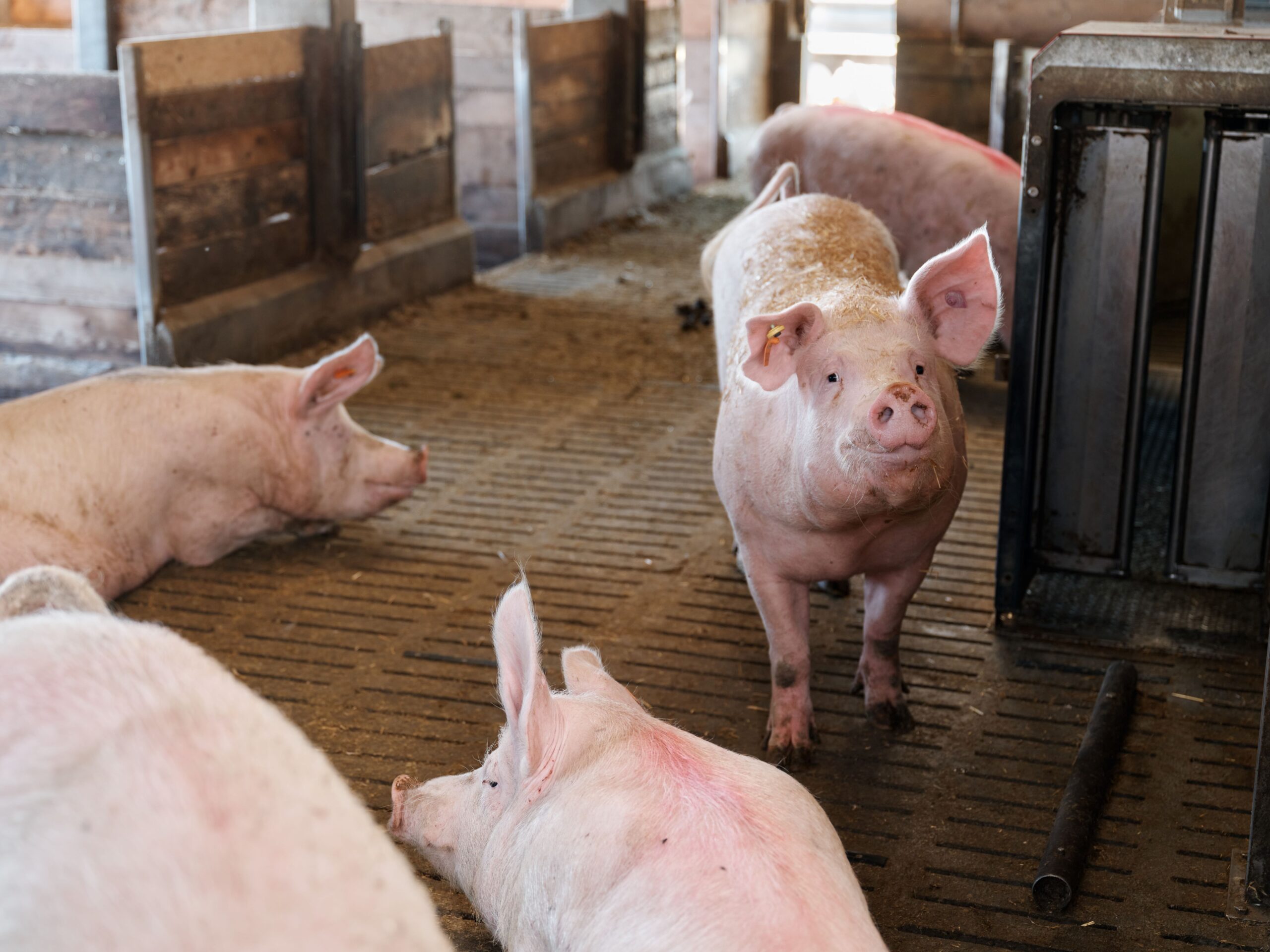 Sämtliche Gülle und sämtlicher Mist ist unverzichtbarer Rohstoff für die Biogasanlage.